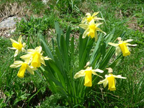 Narcissus pseudonarcissus